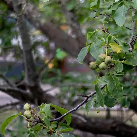 Caserio Entre Bilbao Y Urdaibai *